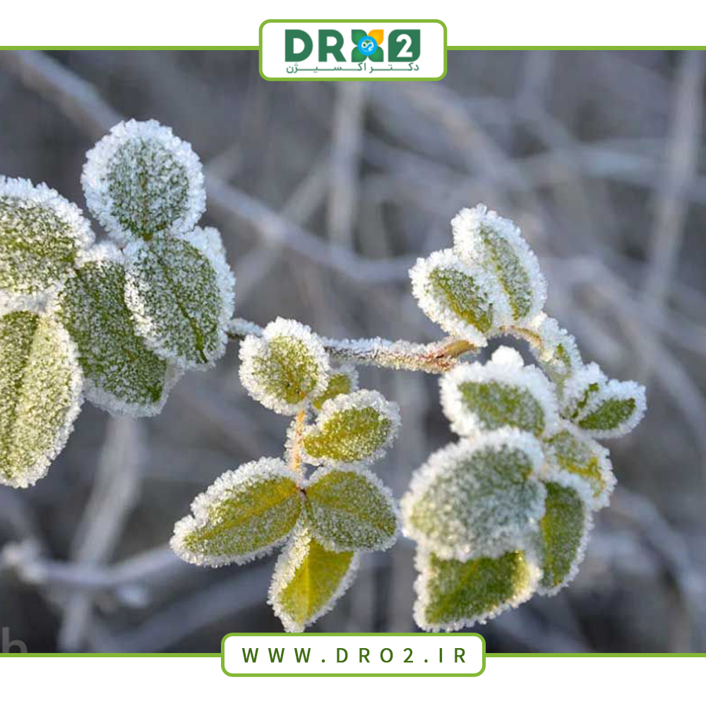 صفر تا صد انتقال گیاهان حساس به سرما و راه هایی برای جلوگیری از سرمازدگی_دکتر اکسیژن
