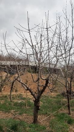 هرس درختان_دکتر اکسیژن