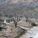 هرس درختان_دکتر اکسیژن