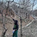 هرس درختان_دکتر اکسیژن