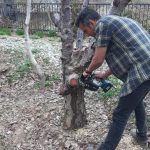 هرس درختان_دکتر اکسیژن