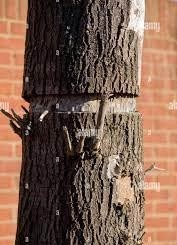 هرس درختان_دکتر اکسیژن