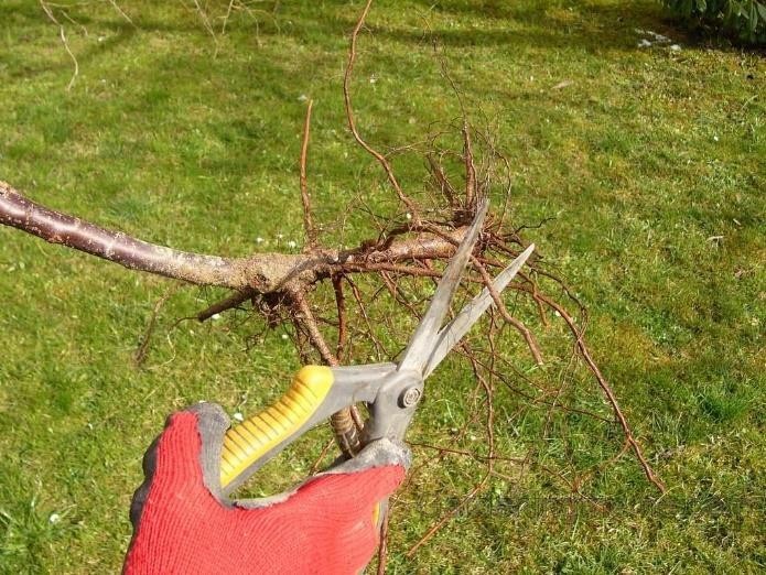 هرس درختان_دکتر اکسیژن