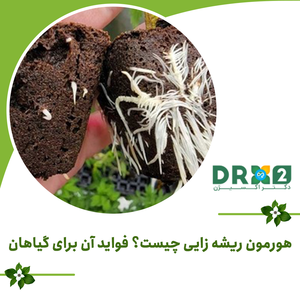 هورمون ریشه زایی چیست؟ فواید آن برای گیاهان