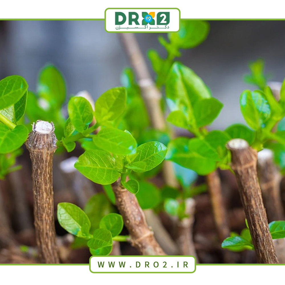 هورمون ریشه زایی چیست؟ فواید آن برای گیاهان_دکتر اکسیژن