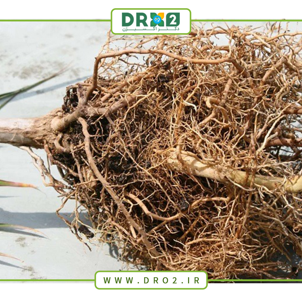 هورمون ریشه زایی چیست؟ فواید آن برای گیاهان_دکتر اکسیژن