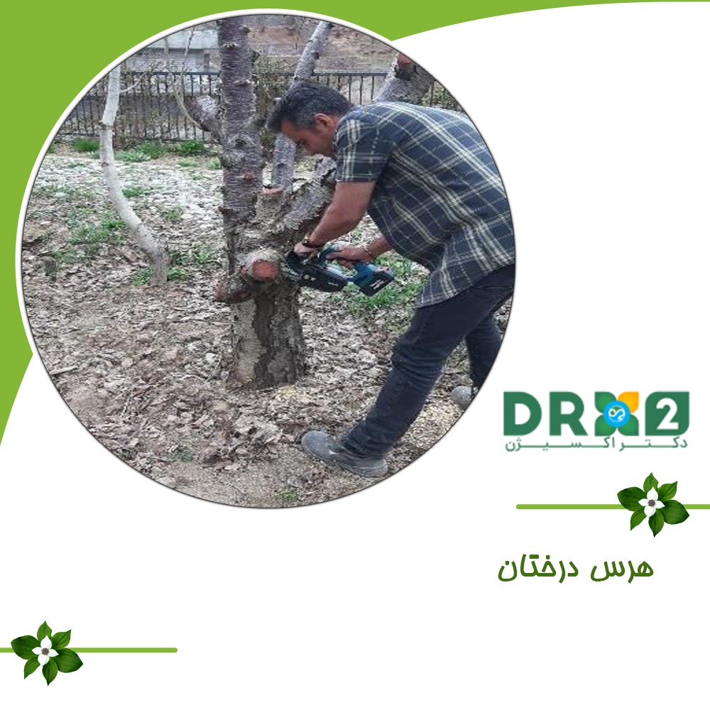 هرس درختان