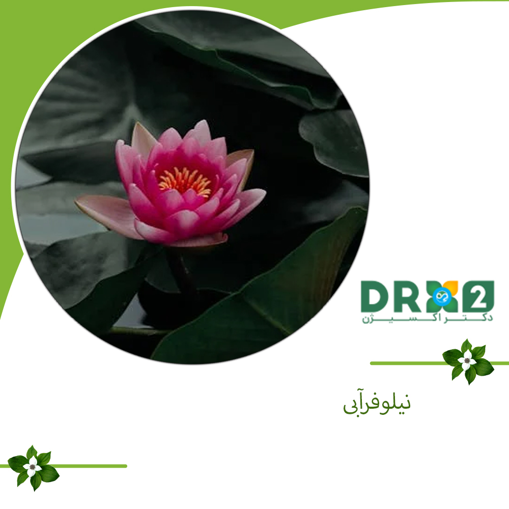 نیلوفر آبی