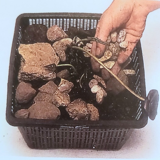 نیلوفر آبی_دکتر اکسیژن