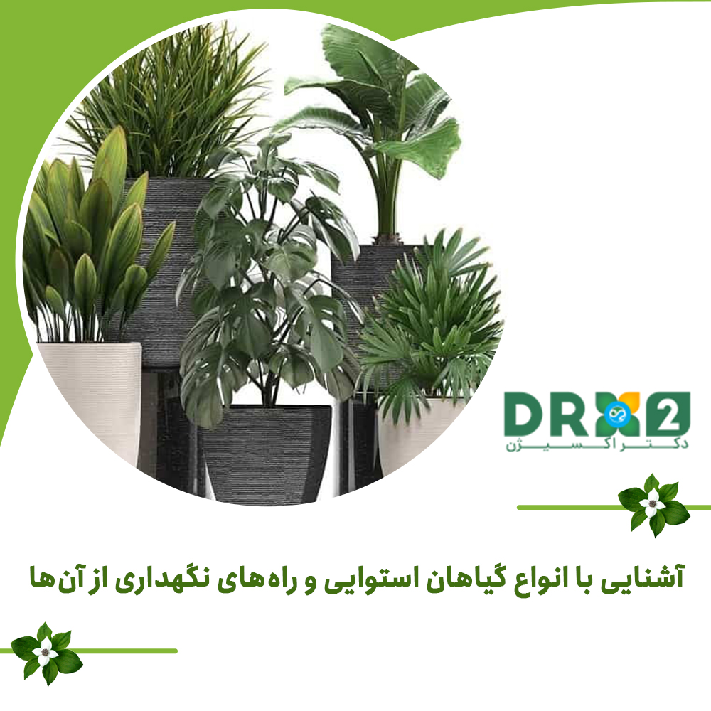 آشنایی با انواع گیاهان استوایی و راه‌های نگهداری از آن‌ها