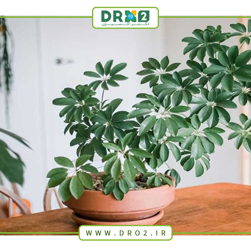 آشنایی با انواع گیاهان استوایی و راه‌های نگهداری از آن‌ها_دکتر اکسیژن