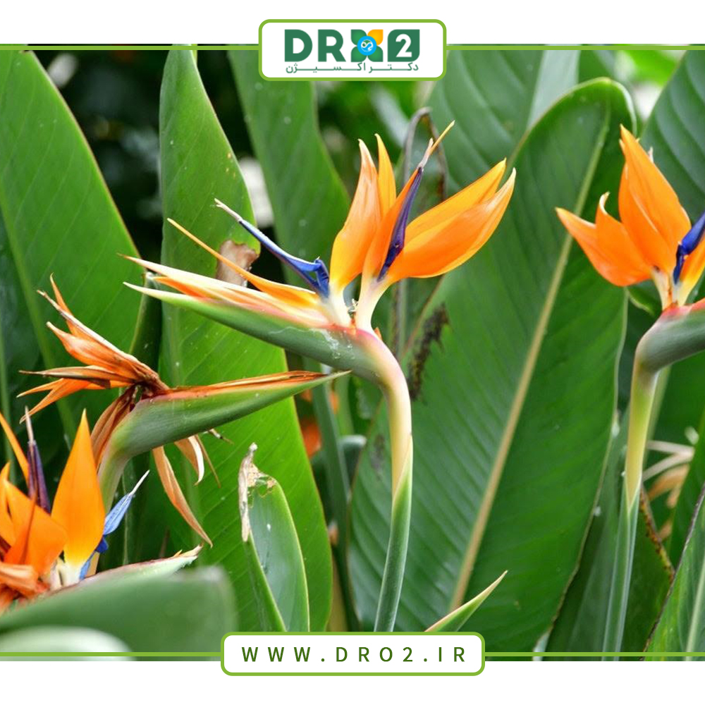 آشنایی با انواع گیاهان استوایی و راه‌های نگهداری از آن‌ها_دکتر اکسیژن