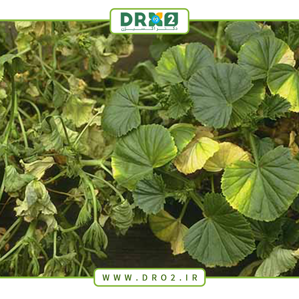 دلایل زرد شدن رنگ شمعدانی‌ها و راه‌های پیشگیری از آن_دکتر اکسیژن