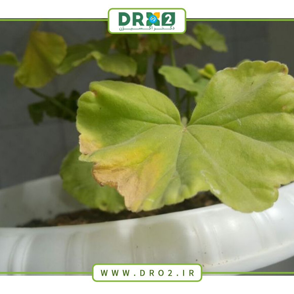 دلایل زرد شدن رنگ شمعدانی‌ها و راه‌های پیشگیری از آن_دکتر اکسیژن