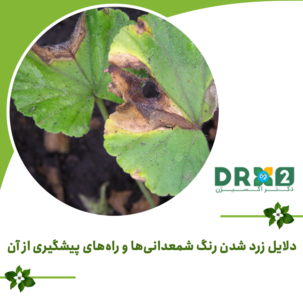 دلایل زرد شدن رنگ شمعدانی‌ها و راه‌های پیشگیری از آن