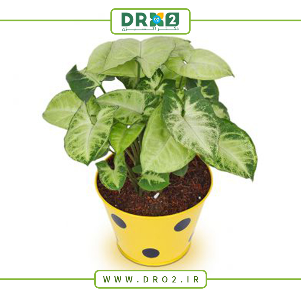 رازهای پنهان تکثیر و نگهداری از گل پنجه غازی_دکتر اکسیژن