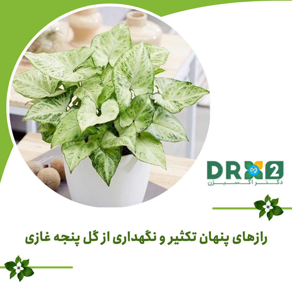 رازهای پنهان تکثیر و نگهداری از گل پنجه غازی