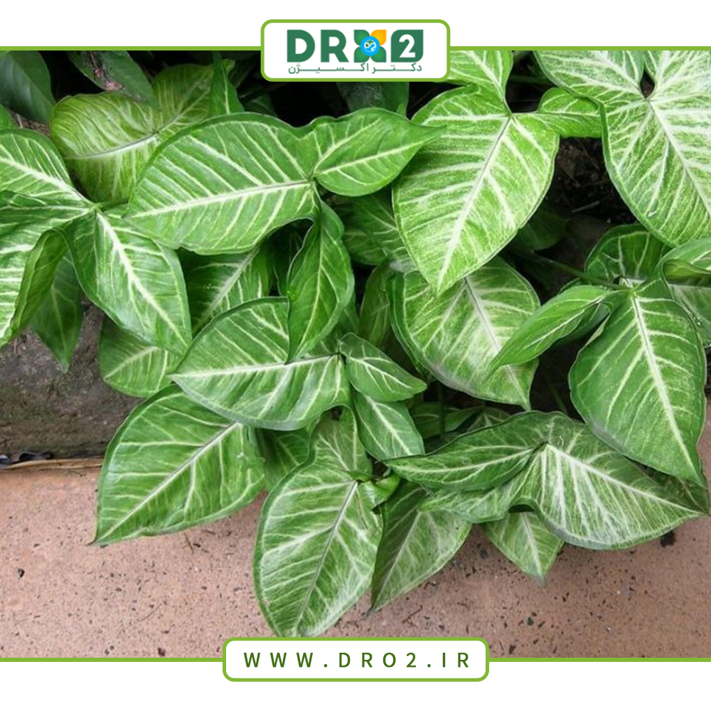 رازهای پنهان تکثیر و نگهداری از گل پنجه غازی_دکتر اکسیژن