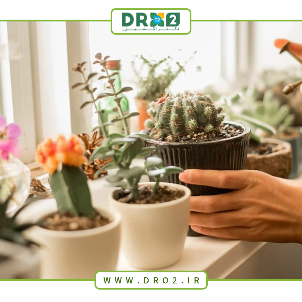 مزایای سولفات پتاسیم برای انواع گیاهان خانگی و تاثیر آن بر رشد_دکتر اکسیژن