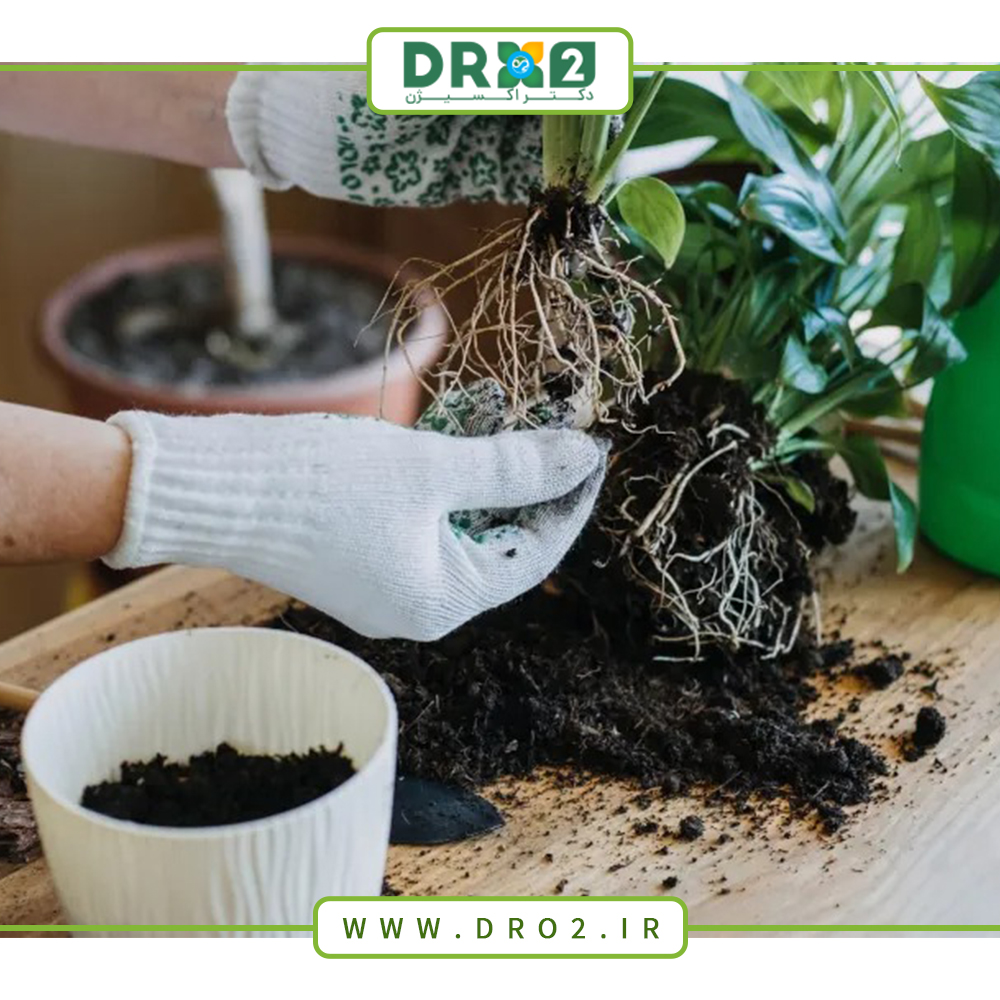 ویتامین هایی که هر گیاه برای رشد بهتر به آن نیاز دارد ؛ راه های تأمین آنها_دکتر اکسیژن