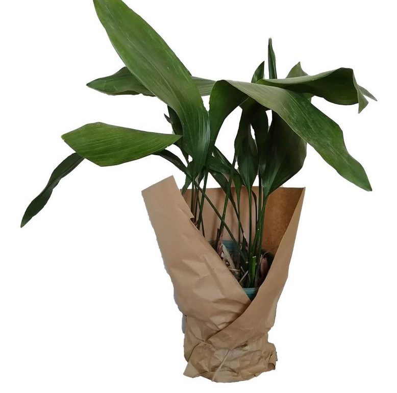 نکات طلایی برای نگهداری از گیاه برگ عبایی _دکتر اکسیژن