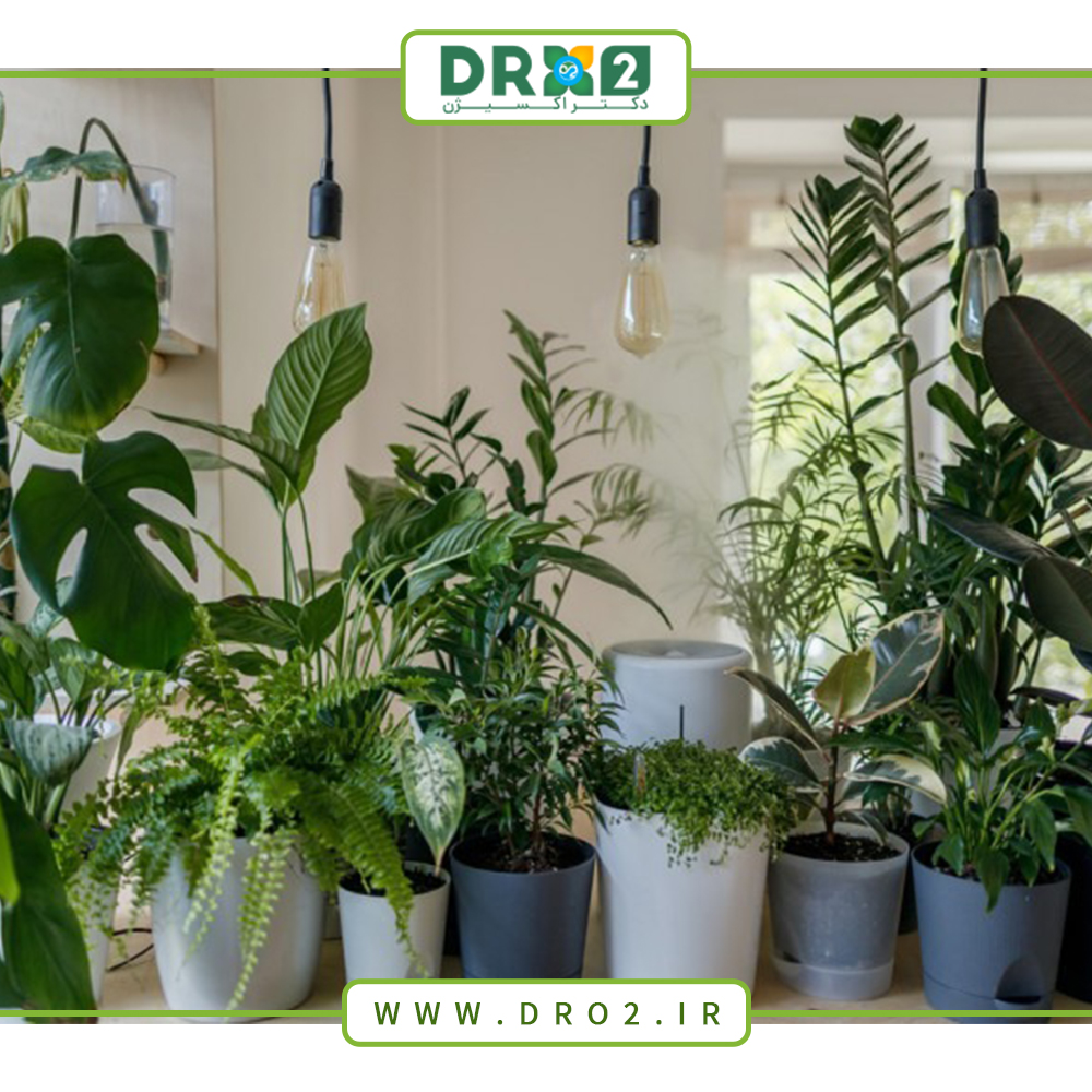تقویت گیاهان آپارتمانی با ۶ راه بسیار ساده_دکتر اکسیژن