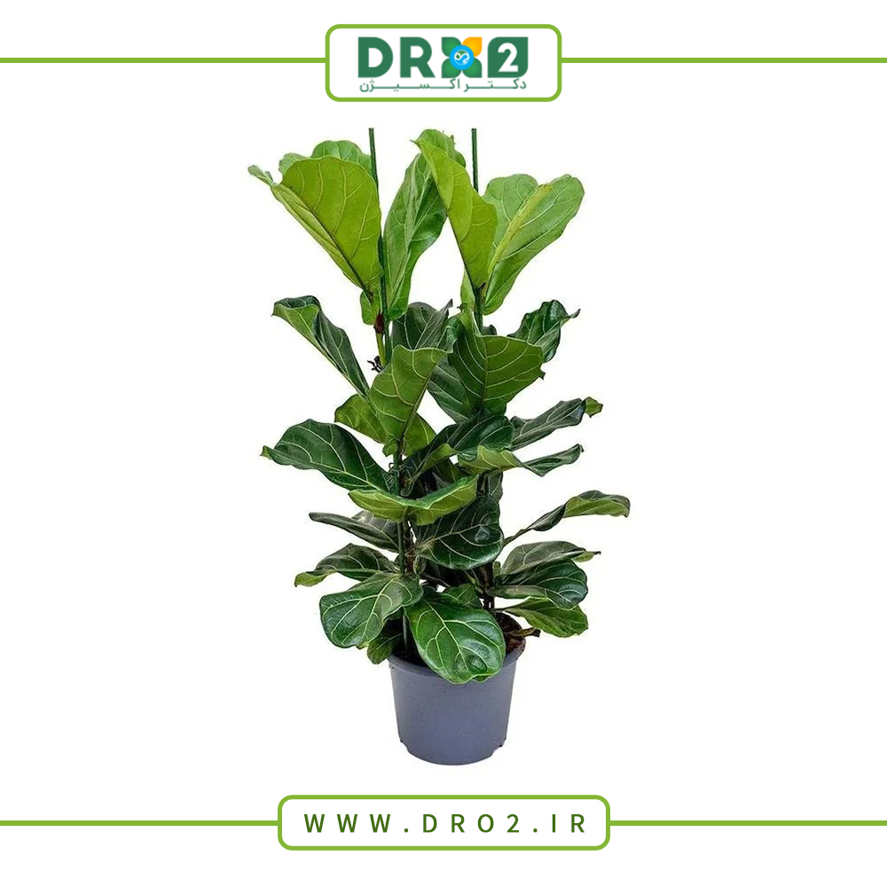 تقویت گیاهان آپارتمانی با ۶ راه بسیار ساده_دکتر اکسیژن