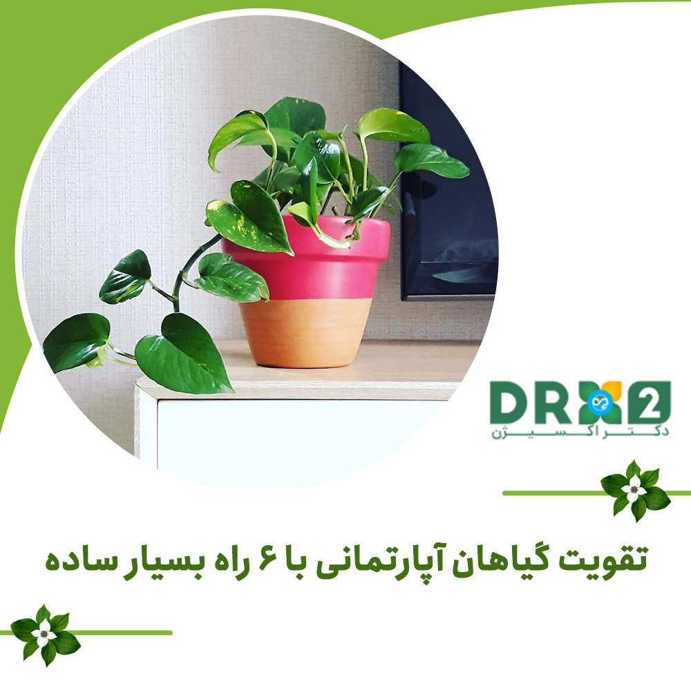 تقویت گیاهان آپارتمانی با ۶ راه بسیار ساده