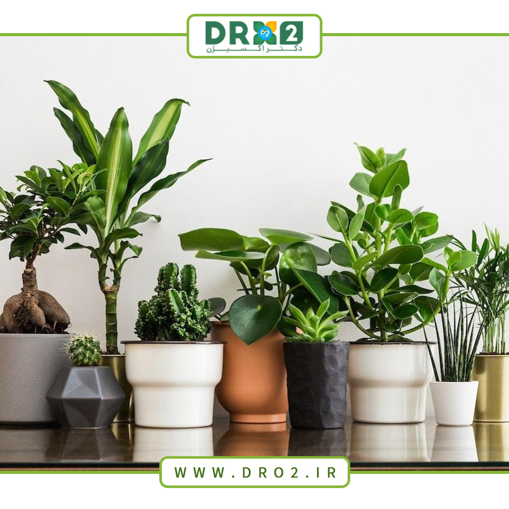 نکات طلایی برای آبیاری و کوددهی گیاهان در فصل زمستان_دکتر اکسیژن