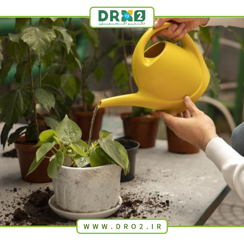 نکات طلایی برای آبیاری و کوددهی گیاهان در فصل زمستان_دکتر اکسیژن