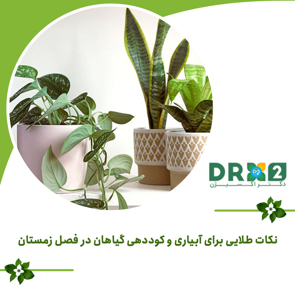 نکات طلایی برای آبیاری و کوددهی گیاهان در فصل زمستان