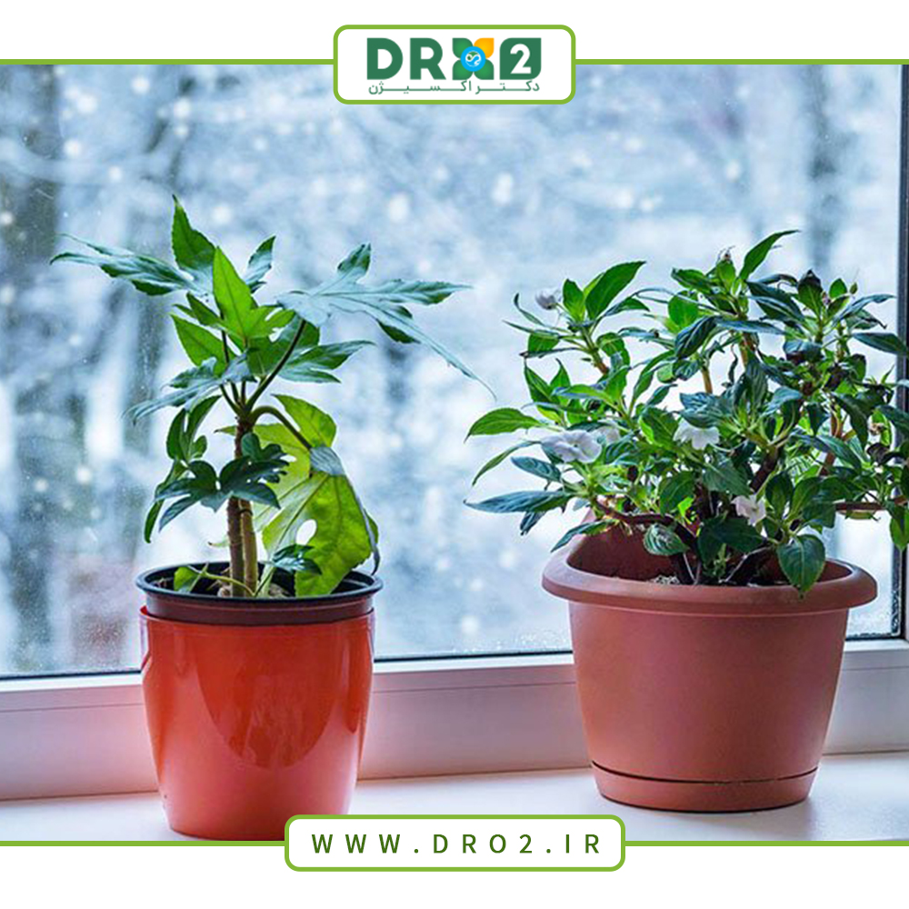 چالش‌های گیاهان در فصل زمستان؛ هر آنچه نیاز است بدانیم_دکتر اکسیزن