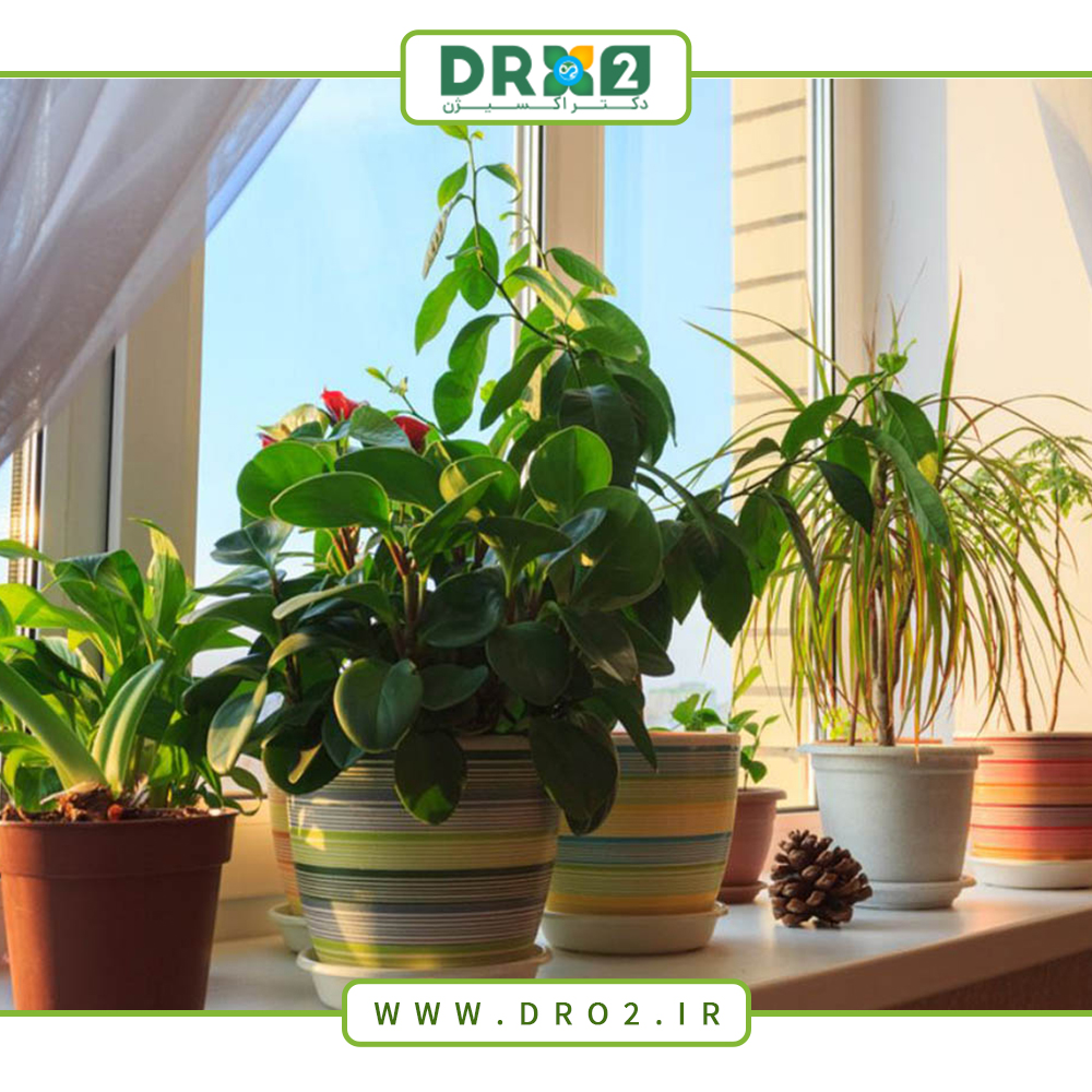 چالش‌های گیاهان در فصل زمستان؛ هر آنچه نیاز است بدانیم_دکتر اکسیزن