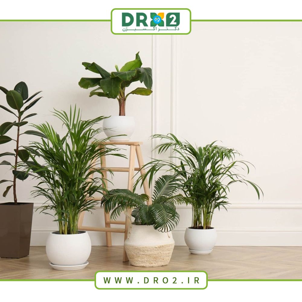۷ گیاه آپارتمانی کم دردسر با نگهداری راحت_دکتر اکسیژن