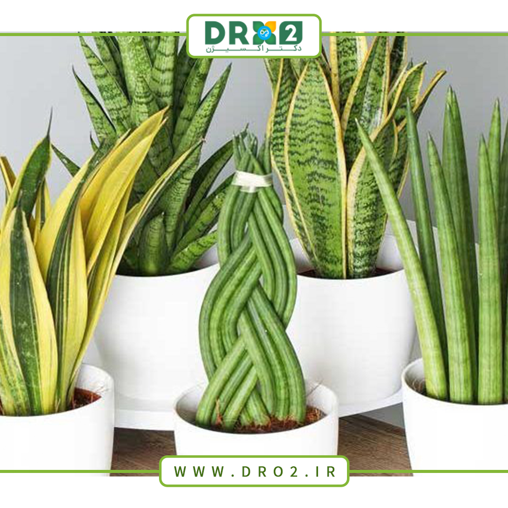 ۷ گیاه آپارتمانی کم دردسر با نگهداری راحت_دکتر اکسیژن