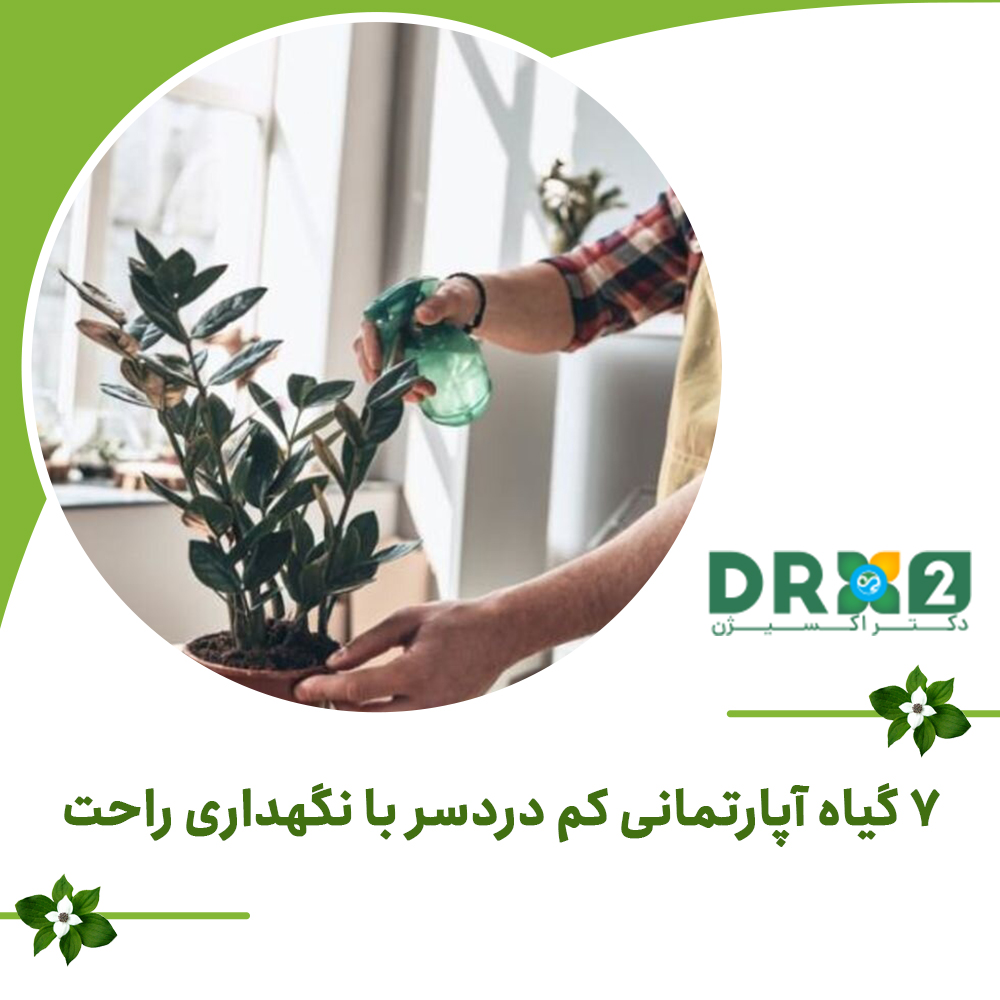 ۷ گیاه آپارتمانی کم دردسر با نگهداری راحت