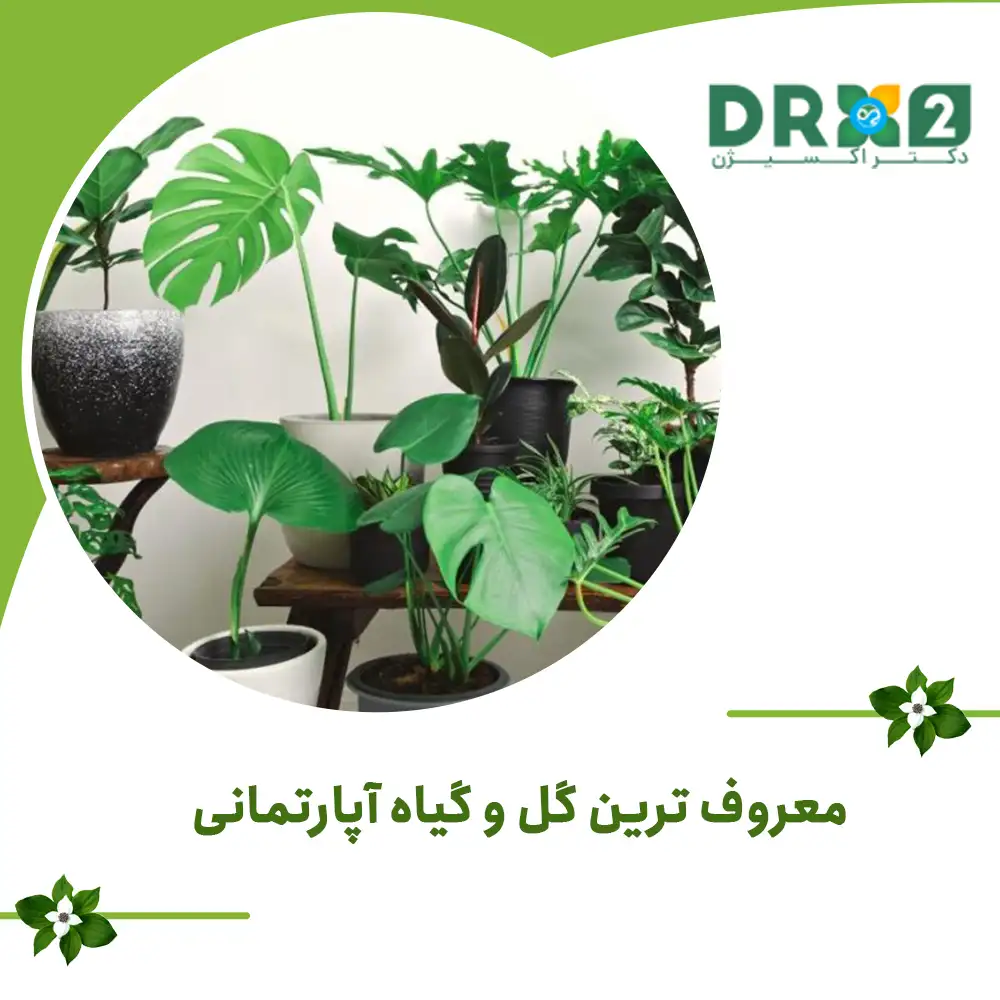 معروف ترین گل و گیاه آپارتمانی (1)_دکتر اکسیژن