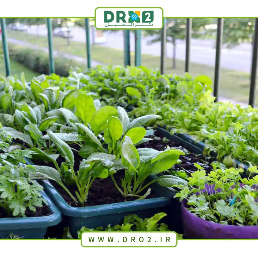 بهترین روش برای کاشت انواع سبزی در خانه_دکتر اکسیژن