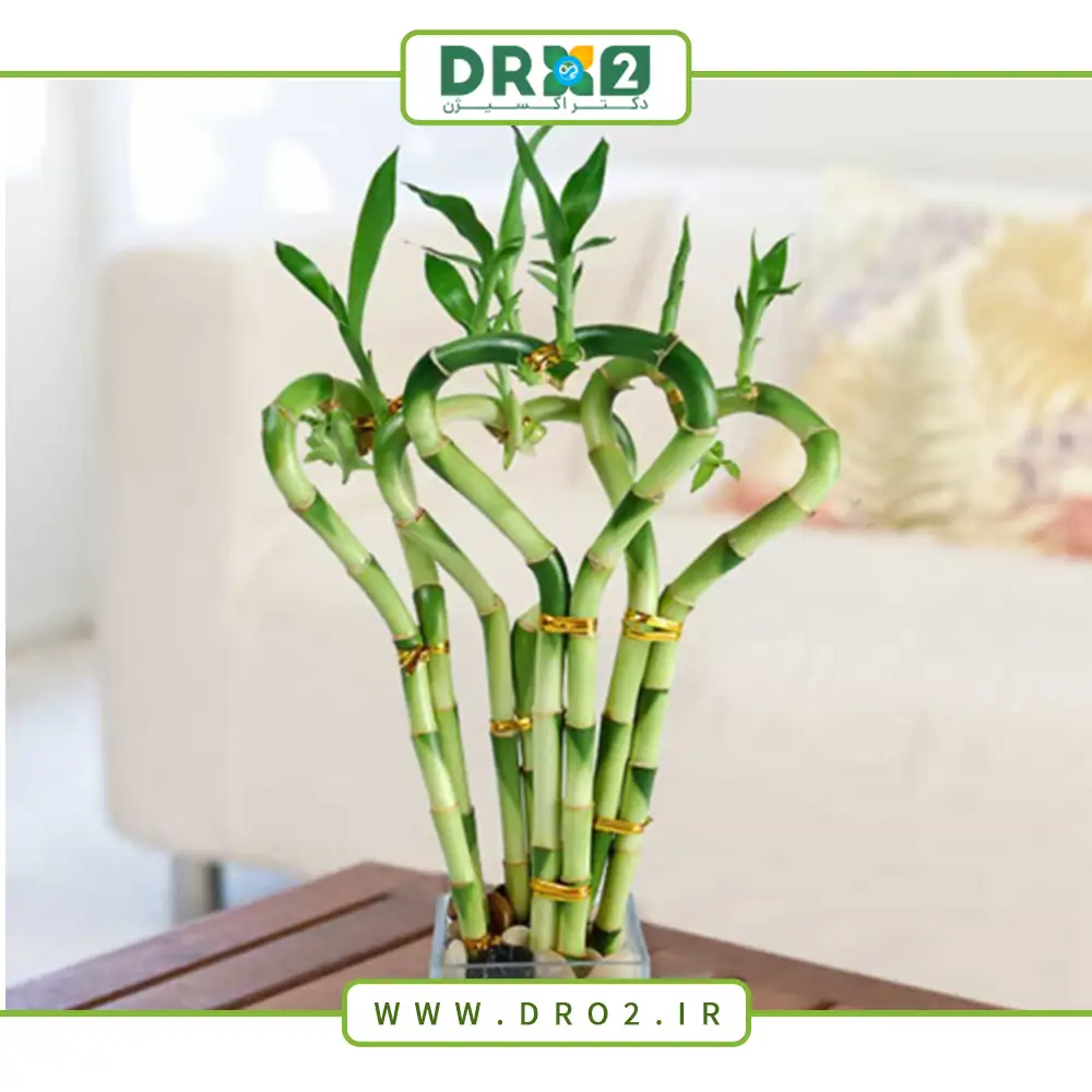 معروف ترین گل و گیاه آپارتمانی (1)_دکتر اکسیژن